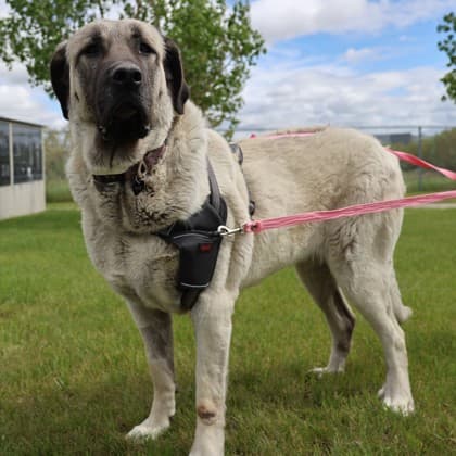 Layla - Anatolian Shepherd available for adoption in Calgary