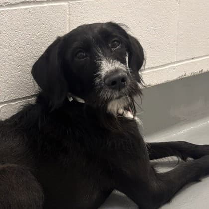 Sheena - Medium Mixed Breed available for adoption at Calgary Humane Society in Calgary