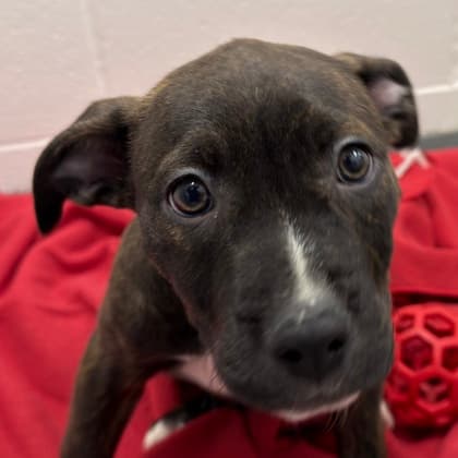 Fuji (brindle) - Pit Bull Terrier available for adoption at Calgary Humane Society in Calgary