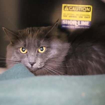 Mirelle - Domestic Shorthair/Mix cat cat available for adoption in Calgary