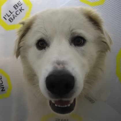 Florian - Great Pyrenees/Mix available for adoption at Calgary Humane Society in Calgary