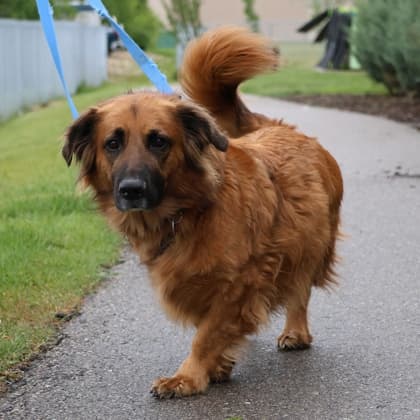 Bruno - Basset Hound/Mix available for adoption at Calgary Humane Society in Calgary
