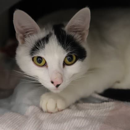 Kernel - Domestic Shorthair/Mix cat cat available for adoption in Calgary