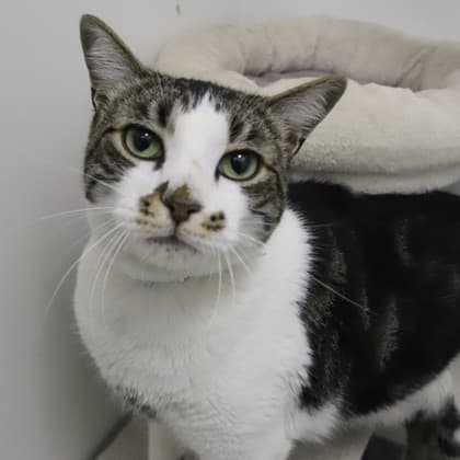 Bowie - Domestic Shorthair/Mix cat cat available for adoption at Calgary Humane Society in Calgary