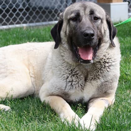 Lisa - Anatolian Shepherd available for adoption at Calgary Humane Society in Calgary