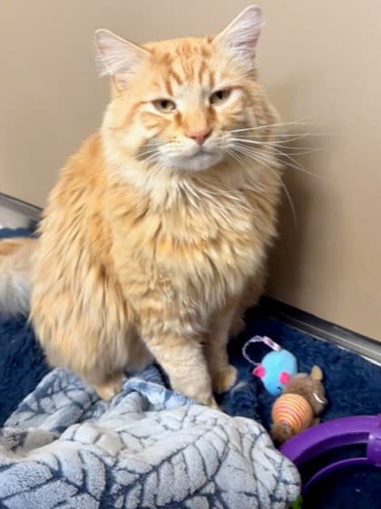 Archie - Domestic Longhair/Mix cat cat available for adoption at Calgary Humane Society in Calgary