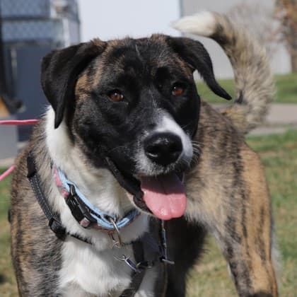 Frankie - Large Mixed Breed available for adoption at Calgary Humane Society in Calgary