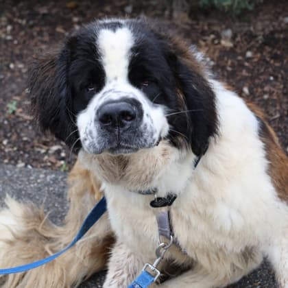 Kingsley - Saint Bernard/Mix available for adoption at Calgary Humane Society in Calgary
