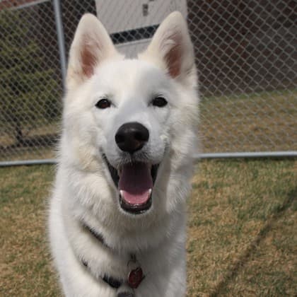 Bumbleberry - Alaskan Husky/Mix available for adoption in Calgary