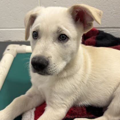 Mando - Medium Mixed Breed available for adoption at Calgary Humane Society in Calgary