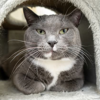 Darth Kittious - Russian Blue/Mix cat cat available for adoption at Calgary Humane Society in Calgary