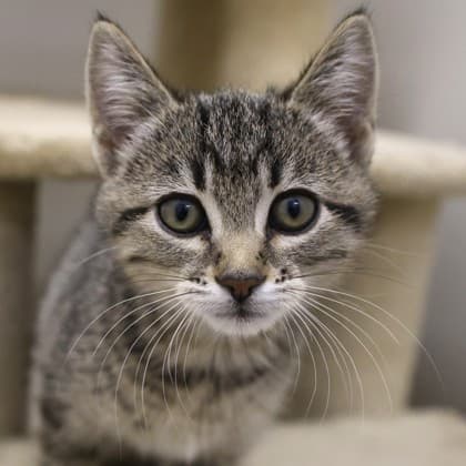 Lion - Domestic Shorthair cat available for adoption at Calgary Humane Society in Calgary