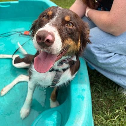 Bonnie - Border Collie/Mix available for adoption