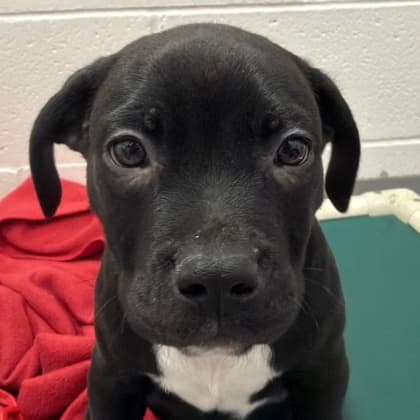 Cortland (black) - Pit Bull Terrier available for adoption at Calgary Humane Society in Calgary