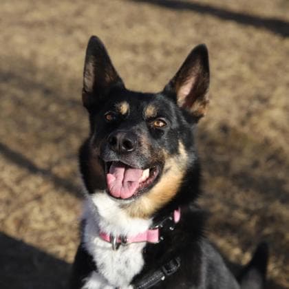 Sadie-Lady - Shepherd/Australian Cattle Dog available for adoption in Calgary