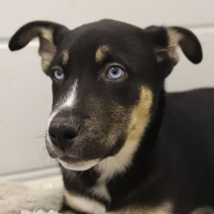 Bosky - Medium Mixed Breed available for adoption at Calgary Humane Society in Calgary