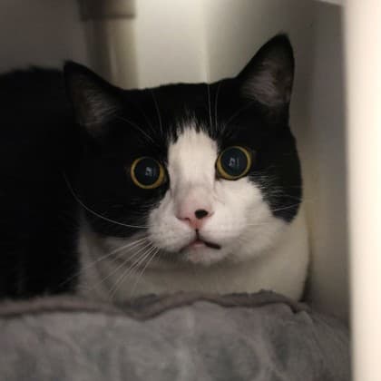 Jasper - Domestic Shorthair/Mix cat cat available for adoption at Calgary Humane Society in Calgary