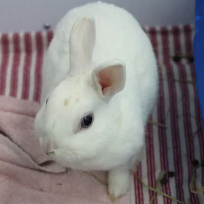 Sugar Cane - Mixed Breed available for adoption in Calgary