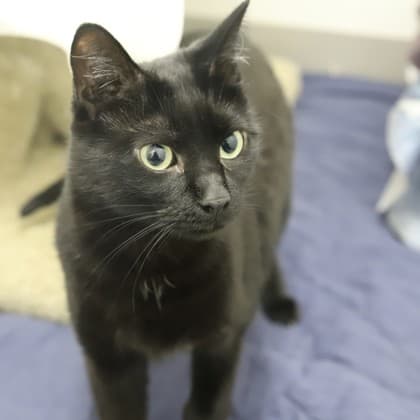 Lexi - Domestic Shorthair/Mix cat cat available for adoption in Calgary