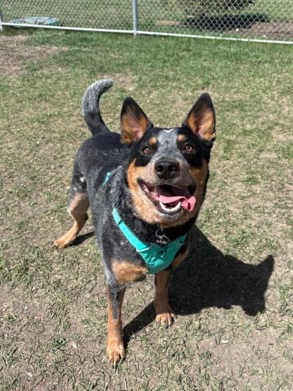 Jax - Australian Cattle Dog available for adoption at Calgary Humane Society in Calgary