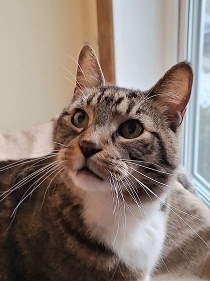 Benjamin - Domestic Shorthair/Mix cat cat available for adoption at Calgary Humane Society in Calgary
