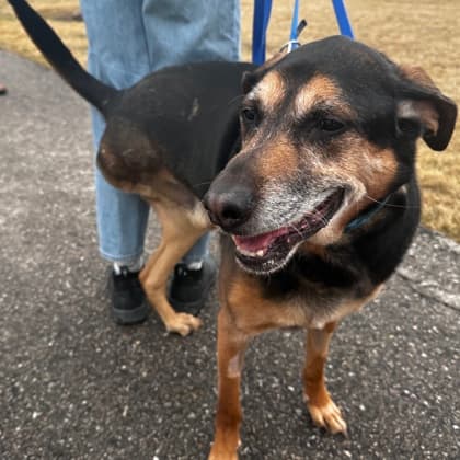 Django - Medium Mixed Breed available for adoption at Calgary Humane Society in Calgary
