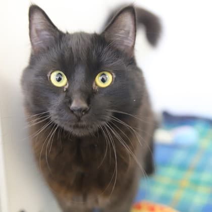 Hershel - Domestic Medium Hair/Mix cat cat available for adoption at Calgary Humane Society in Calgary