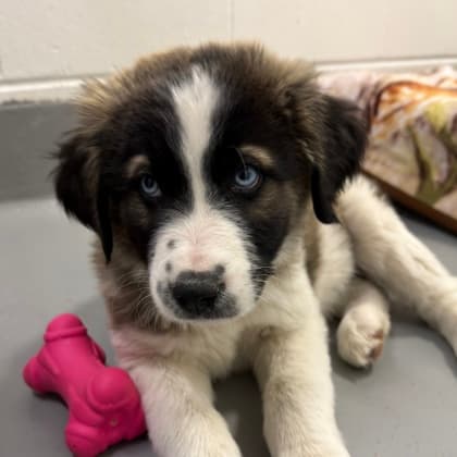 Phinneas - Large Mixed Breed available for adoption at Calgary Humane Society in Calgary