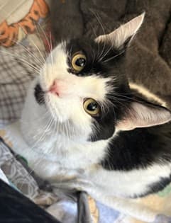 Malcolm - Domestic Shorthair/Mix cat cat available for adoption at Calgary Humane Society in Calgary