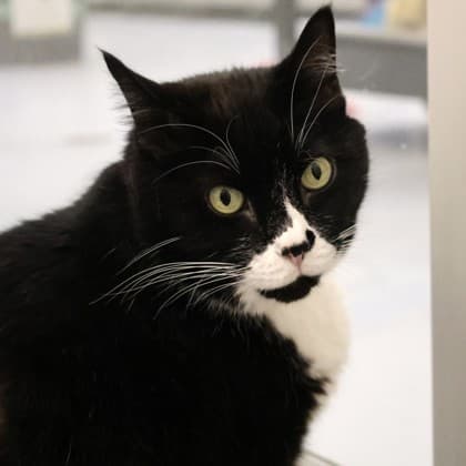 2000440538 - Domestic Shorthair/Mix cat cat available for adoption at Calgary Humane Society in Calgary