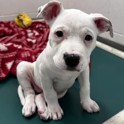 Ambrosia (white) - Pit Bull Terrier available for adoption at Calgary Humane Society in Calgary