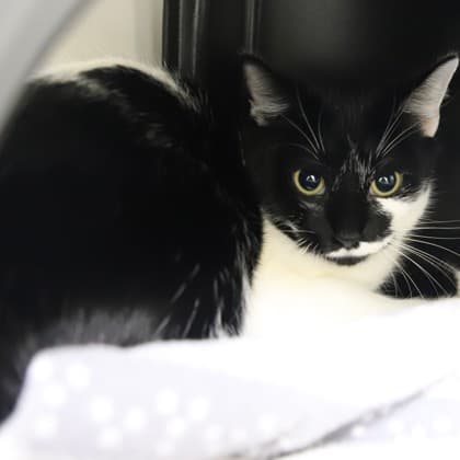 Fledgling - Domestic Shorthair/Mix cat cat available for adoption in Calgary