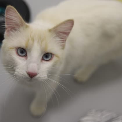 Helio - Domestic Longhair/Mix cat cat available for adoption at Calgary Humane Society in Calgary