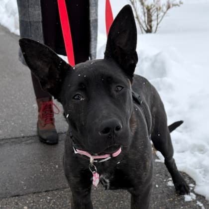 Amara - Belgian Malinois/Mix available for adoption at Calgary Humane Society in Calgary