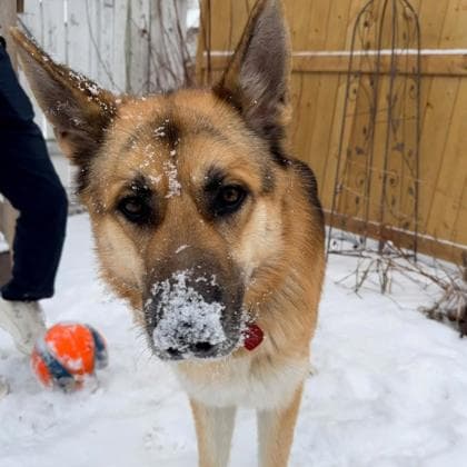 Ford - German Shepherd/Mix available for adoption in Calgary