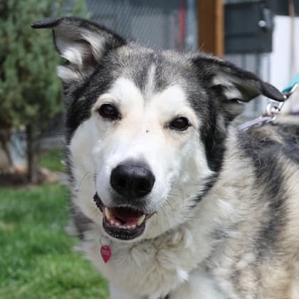 Cooper - Alaskan Husky/Great Pyrenees available for adoption