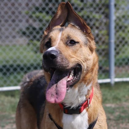 Bolt - German Shepherd/Mix available for adoption in Alberta