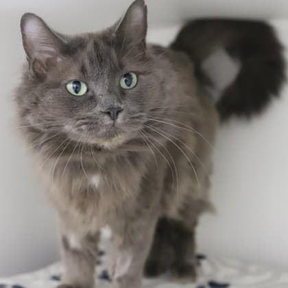 Aurora - Domestic Shorthair/Mix cat cat available for adoption at Calgary Humane Society in Calgary