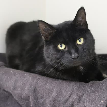 Cosmo - Domestic Shorthair/Mix cat cat available for adoption at Calgary Humane Society in Calgary