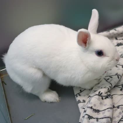 Buttercup - Mixed Breed available for adoption in Calgary