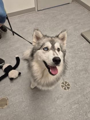 Nola - Alaskan Husky/Mix available for adoption at Calgary Humane Society in Calgary