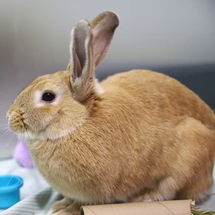 Sunflower - Mixed Breed available for adoption in Calgary