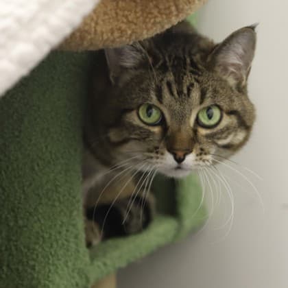 Keeka - Domestic Shorthair/Mix cat cat available for adoption at Calgary Humane Society in Calgary