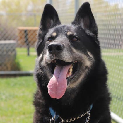 Harvey - Large Mixed Breed available for adoption in Calgary