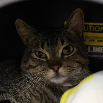 Cornelius - Domestic Shorthair/Mix cat cat available for adoption at Calgary Humane Society in Calgary
