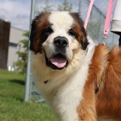 Karma - Saint Bernard/Mix available for adoption at Calgary Humane Society in Calgary