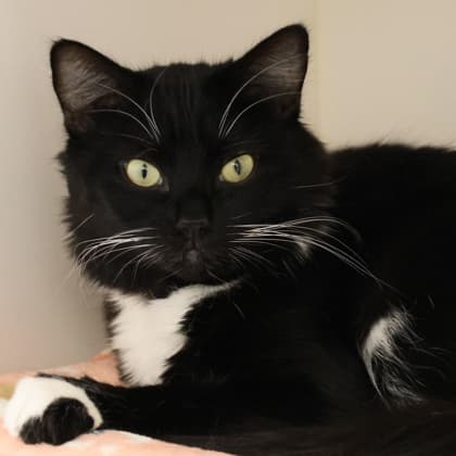 Momo - Domestic Medium Hair/Mix cat cat available for adoption at Calgary Humane Society in Calgary