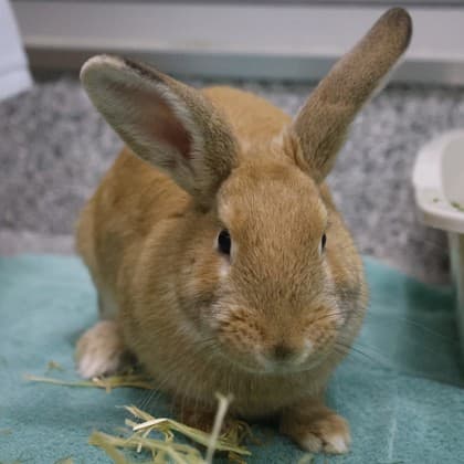 Daffodil - Mixed Breed available for adoption in Calgary