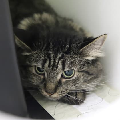 Baklava - Domestic Shorthair/Mix cat cat available for adoption in Calgary