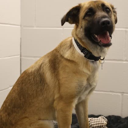 Cutie - Medium Mixed Breed available for adoption in Calgary